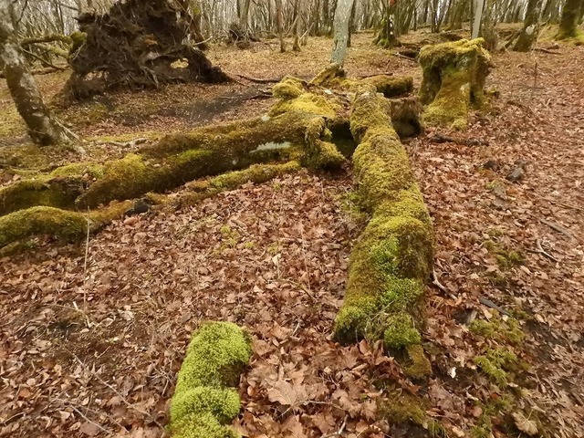 DSCN0023.jpg