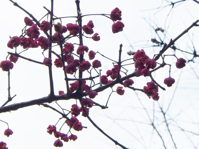 RIMG4635.jpg